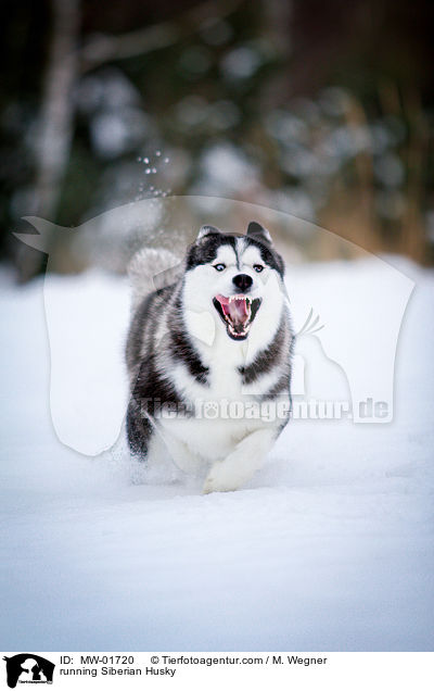 running Siberian Husky / MW-01720