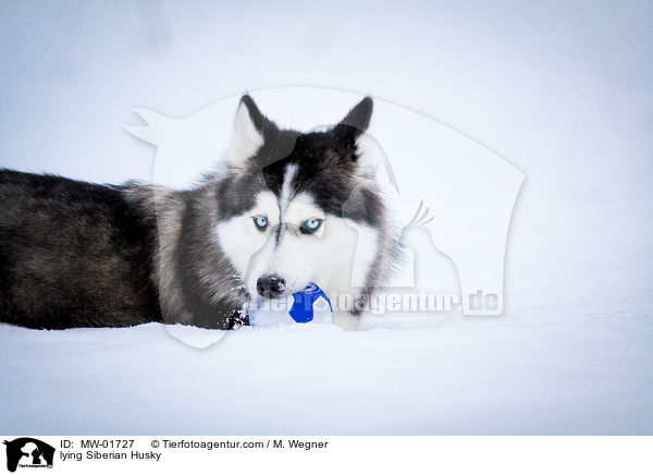 lying Siberian Husky / MW-01727