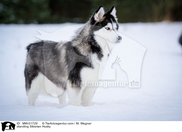 standing Siberian Husky / MW-01729