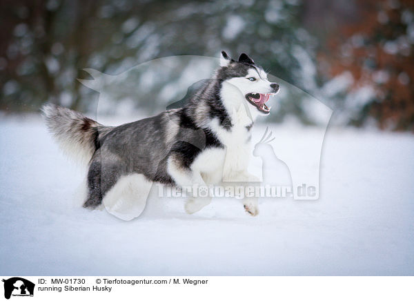 running Siberian Husky / MW-01730