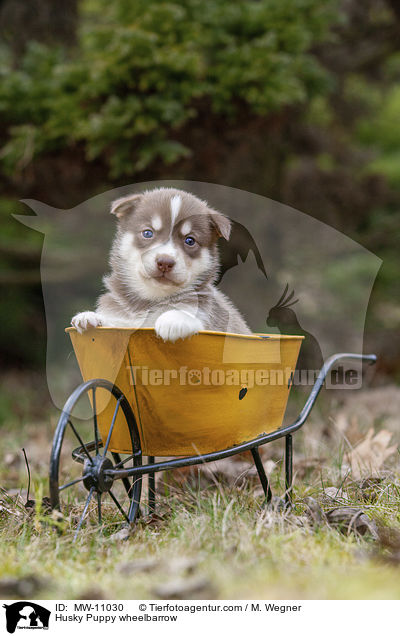 Husky Puppy wheelbarrow / MW-11030