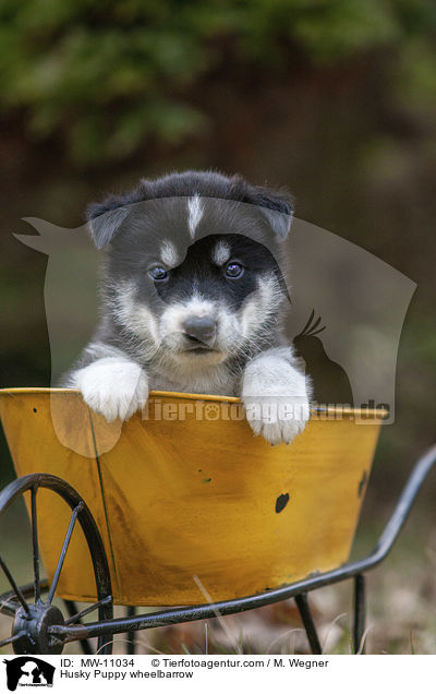 Husky Puppy wheelbarrow / MW-11034