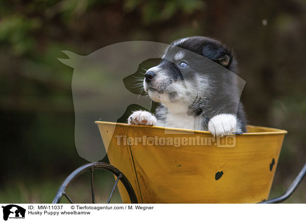 Husky Puppy wheelbarrow / MW-11037