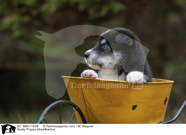 Husky Puppy wheelbarrow / MW-11038