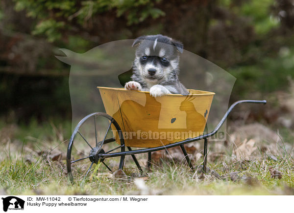 Husky Welpe in Schubkarre / Husky Puppy wheelbarrow / MW-11042