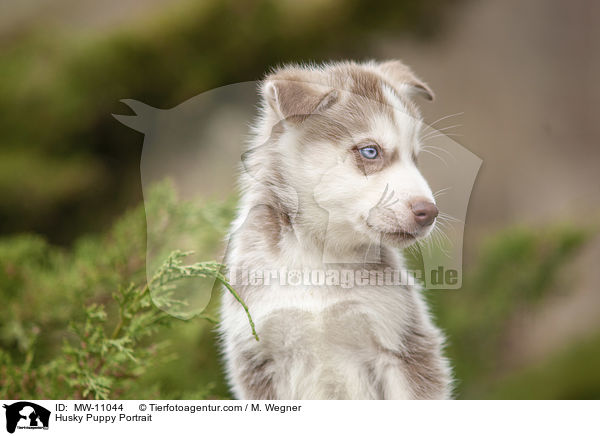Husky Puppy Portrait / MW-11044