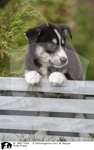 Husky Welpe / Husky Puppy / MW-11049