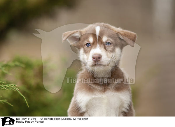 Husky Puppy Portrait / MW-11076