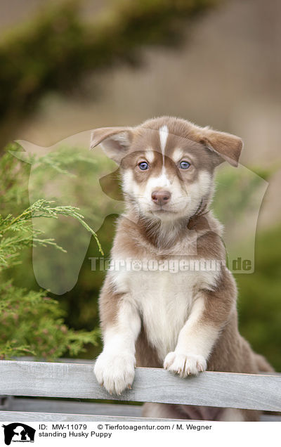 standing Husky Puppy / MW-11079