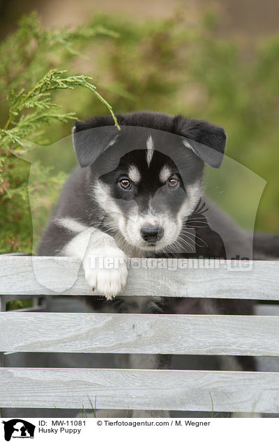 Husky Puppy / MW-11081