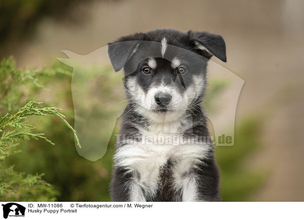 Husky Puppy Portrait / MW-11086