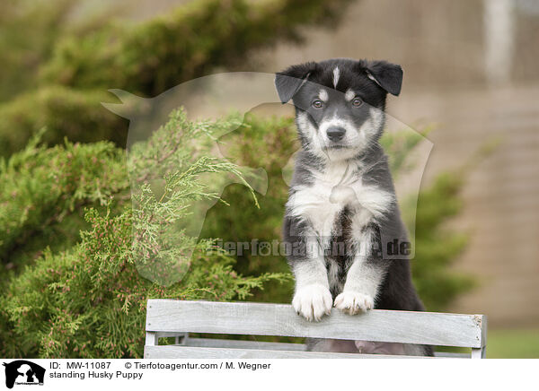 standing Husky Puppy / MW-11087