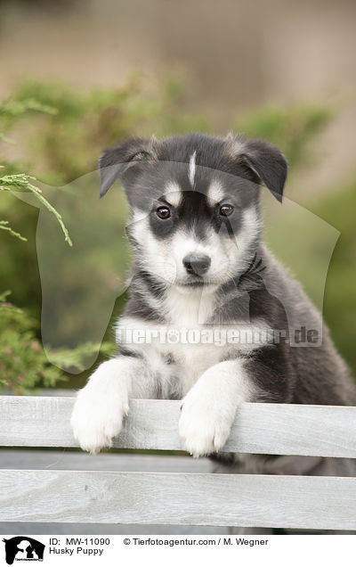 Husky Puppy / MW-11090