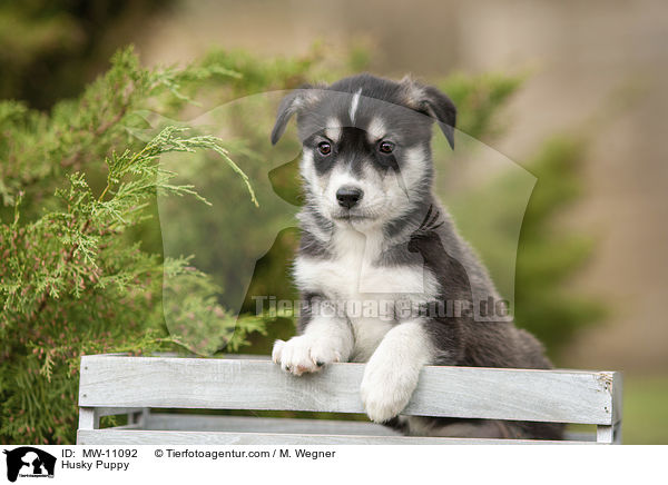 Husky Puppy / MW-11092