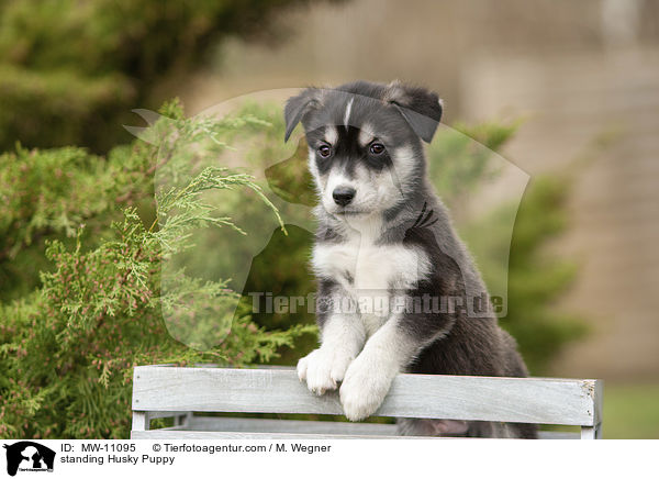 standing Husky Puppy / MW-11095