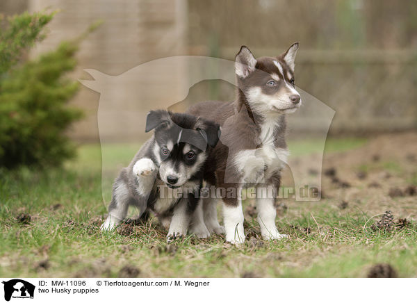 two Husky puppies / MW-11096