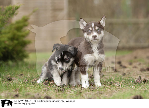 two Husky puppies / MW-11097
