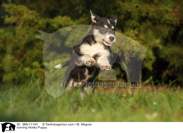 running Husky Puppy / MW-11140