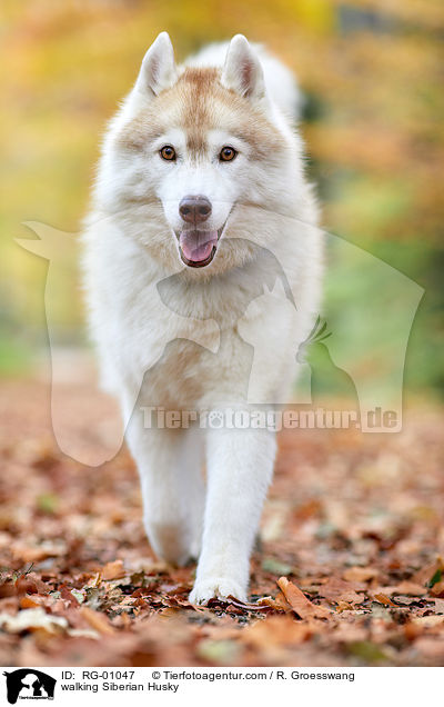 walking Siberian Husky / RG-01047
