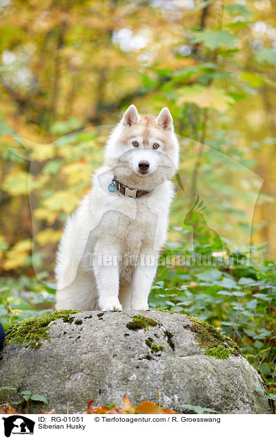 Siberian Husky / RG-01051