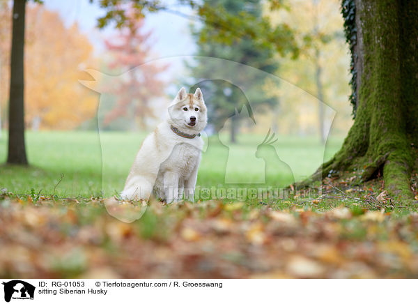 sitting Siberian Husky / RG-01053