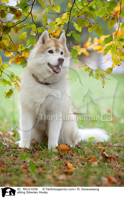 sitting Siberian Husky / RG-01058