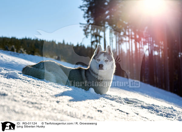 lying Siberian Husky / RG-01124