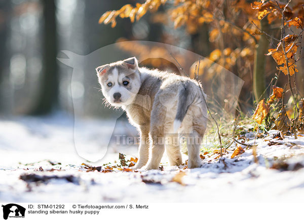 standing siberian husky puppy / STM-01292