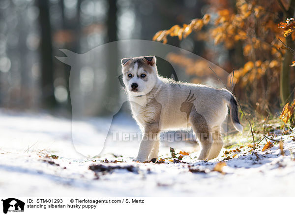 standing siberian husky puppy / STM-01293