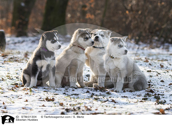 Siberian Huskies / STM-01304
