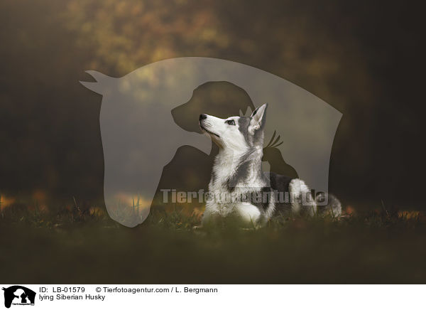 lying Siberian Husky / LB-01579