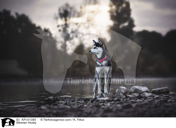 Siberian Husky / KFI-01385