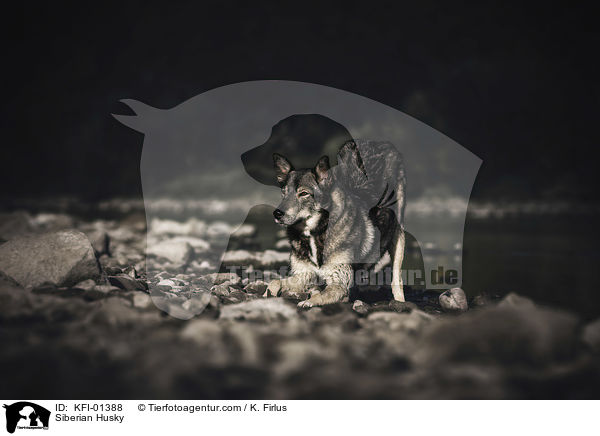 Siberian Husky / Siberian Husky / KFI-01388