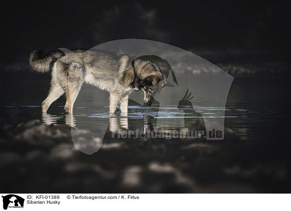 Siberian Husky / Siberian Husky / KFI-01389