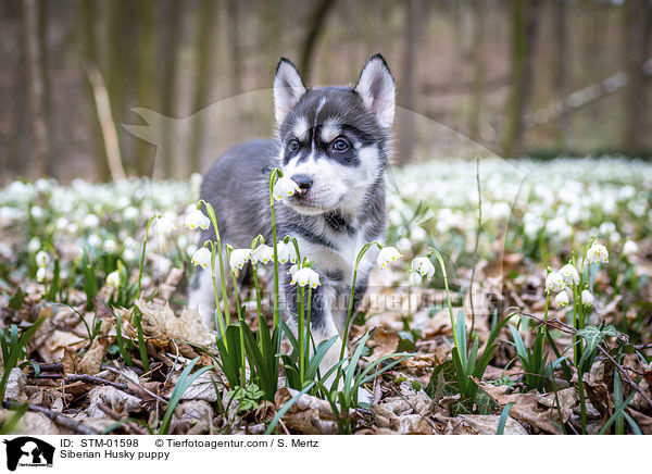 Siberian Husky puppy / STM-01598