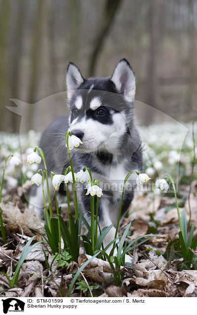 Siberian Husky puppy / STM-01599
