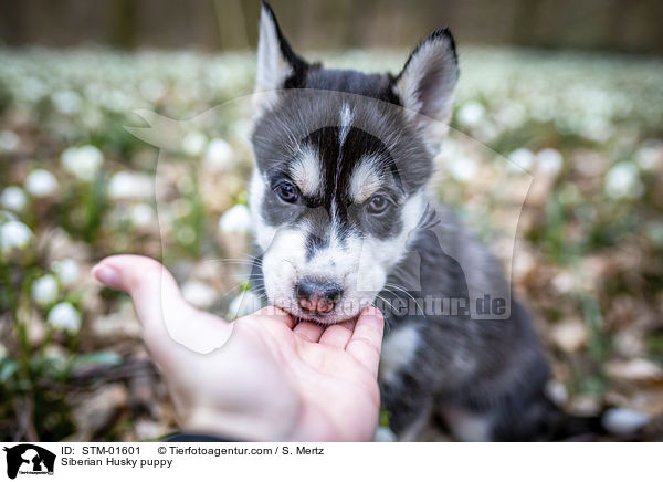Siberian Husky puppy / STM-01601