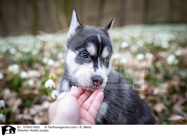 Siberian Husky puppy / STM-01602