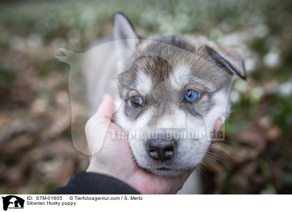 Siberian Husky puppy / STM-01605