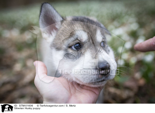 Siberian Husky puppy / STM-01606
