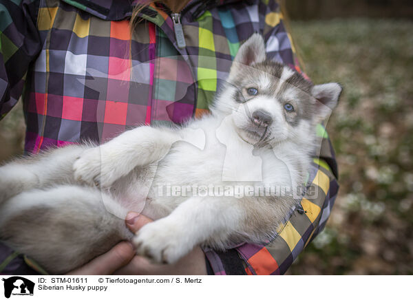 Siberian Husky puppy / STM-01611