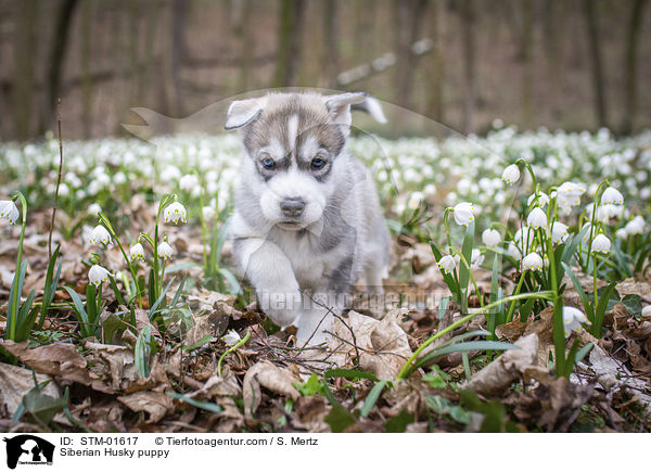 Siberian Husky puppy / STM-01617