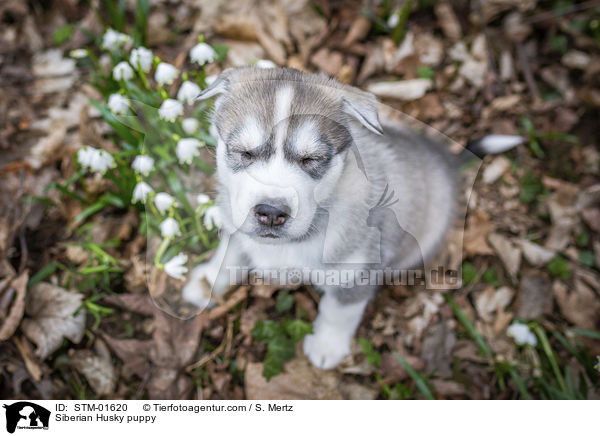 Siberian Husky puppy / STM-01620