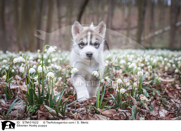 Siberian Husky puppy / STM-01622