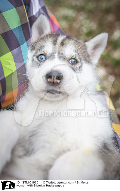 woman with Siberian Husky puppy / STM-01636
