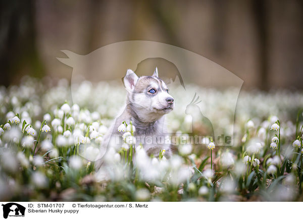 Siberian Husky puppy / STM-01707
