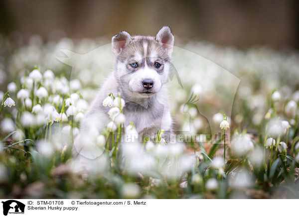 Siberian Husky puppy / STM-01708