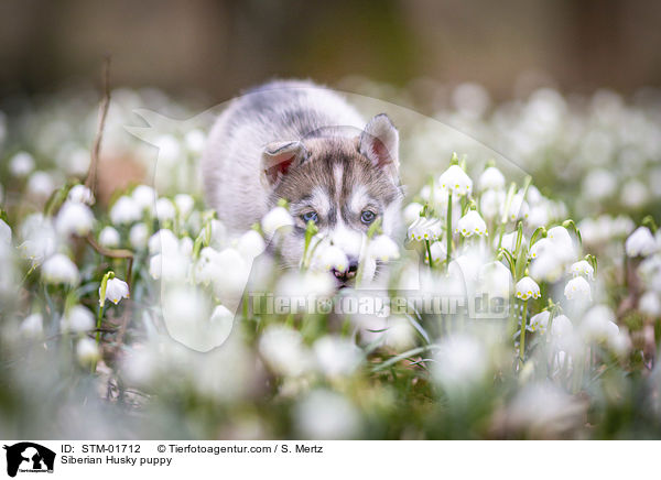 Siberian Husky puppy / STM-01712