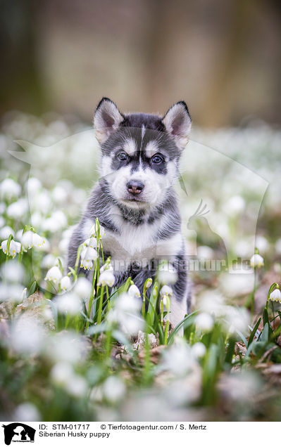 Siberian Husky puppy / STM-01717