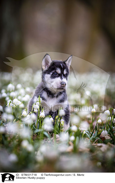 Siberian Husky puppy / STM-01718